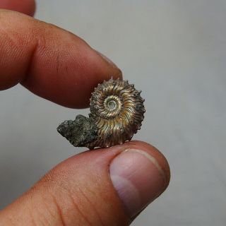 24mm Kosmoceras sp.  Pyrite Ammonite Fossils Callovian Fossilien Russia 3