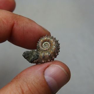 24mm Kosmoceras sp.  Pyrite Ammonite Fossils Callovian Fossilien Russia 4