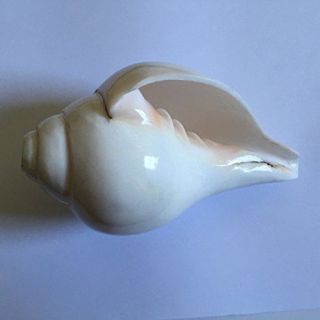 Vamavarti Shankh / Conch Shell Horn (white,  6 ")