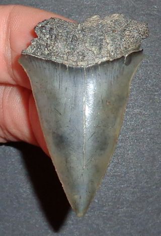 Big 1.  905 " Mako Shark Tooth Fossil From South Carolina Shark Tooth Guide