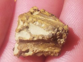 9 Fossil Fossil Fish Pycnodont Dentition From Waco TX Cretaceous Age 2