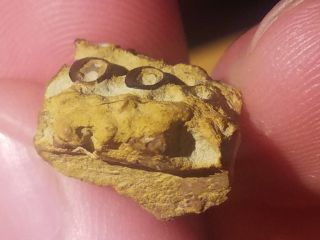 9 Fossil Fossil Fish Pycnodont Dentition From Waco TX Cretaceous Age 3