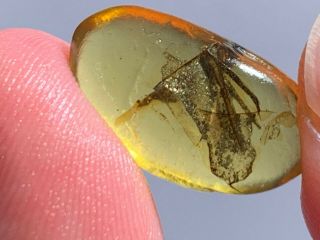 0.  71g Black Unknown Items Burmite Myanmar Burma Amber Insect Fossil Dinosaur Age