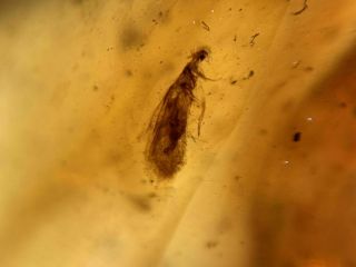 Furry Moth&mosquito Fly Burmite Myanmar Burmese Amber Insect Fossil Dinosaur Age