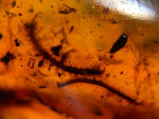 Centipede&millipede&beetle&fly Burmite Myanmar Amber Insect Fossil Dinosaur Ag