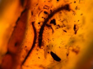 centipede&millipede&beetle&fly Burmite Myanmar Amber insect fossil dinosaur ag 2