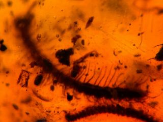 centipede&millipede&beetle&fly Burmite Myanmar Amber insect fossil dinosaur ag 4