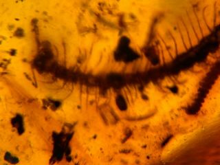 centipede&millipede&beetle&fly Burmite Myanmar Amber insect fossil dinosaur ag 5