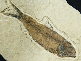 A 50 Million Year Old Restored Knightia Fish Fossil From Wyoming 88.  9gr E