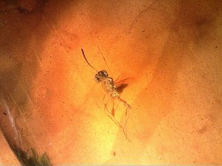 Cretaceous Burmite Amber Fossil Parasitic Wasp Insect Inclusion Th9 1.  08g