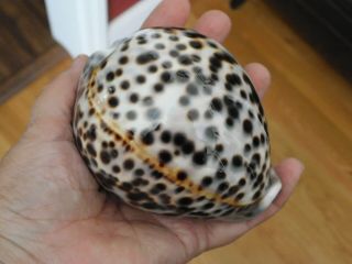 Cypraea Tigris Schilderiana Shell Seashell 104 Mm Hawaii