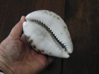 CYPRAEA TIGRIS SCHILDERIANA Shell Seashell 104 mm HAWAII 3