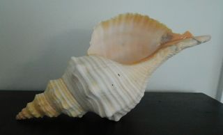 Large Triplofusus Giganteus Shell Seashell 370 Mm 14.  75 " North Carolina