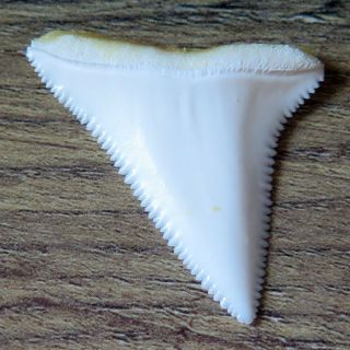 1.  548 " Upper Nature Modern Great White Shark Tooth (teeth)