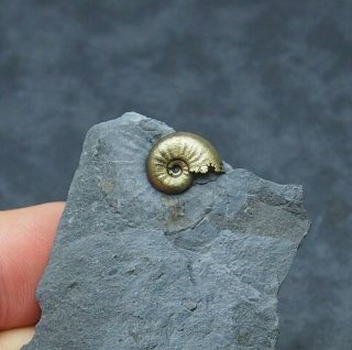 Amaltheus Ammonite Fossil Natural Pyrite Jurassic Pliensbach France
