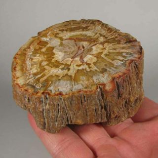 3.  2 " Polished Petrified Wood Branch Slab Fossil Standup - Madagascar