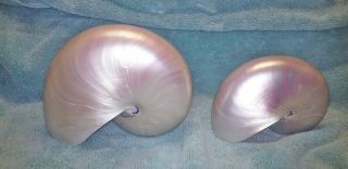 2 Polished Pearl Iridescent Nautilus Shells 7 Inch And 5 Inch Look