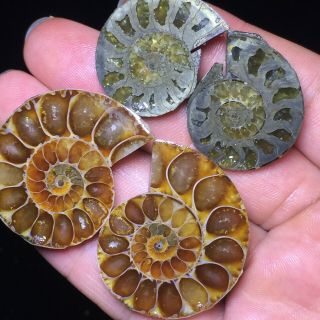 2pair Of Cut Split Pearly Nautilus Ammonite Fossil Specimen Shell Healing A71135