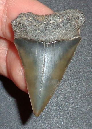 Big 1.  753 " Mako Shark Tooth Fossil From South Carolina W/free Shark Tooth Guide