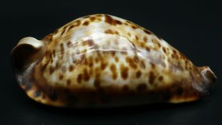 Large Cypraea Zoila friendi F,  84.  7 mm Australia cowrie seashell I 2