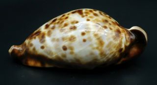 Large Cypraea Zoila friendi F,  84.  7 mm Australia cowrie seashell I 4