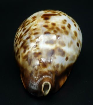 Large Cypraea Zoila friendi F,  84.  7 mm Australia cowrie seashell I 5