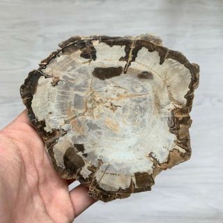 249g Petrified Wood Specimen Slab Fossil Polished Rock Madagascar F027