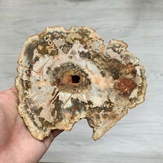 349g Petrified Wood Specimen Slab Fossil Polished Rock Madagascar F017