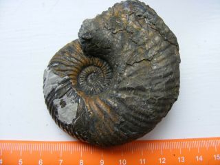 Large Iron pyrite ammonite ammonit Quenstedtoceras henrici Jurassic UK 7.  2 cm 2