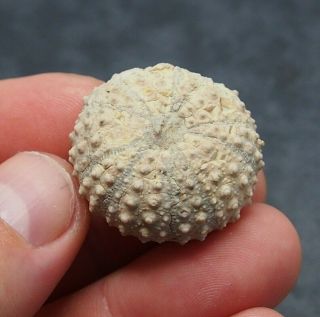 Echinoid 30x17mm Circopeltis Baicherei Fossil Natural Sea Urchin