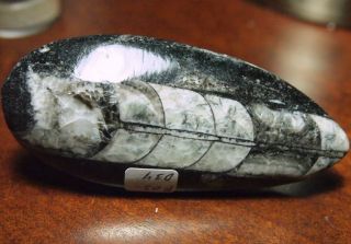Orthoceras Fossil Squid Collectable,  290.  58ct,  84x37x11mm,  Fos - D34,  Fossil Varmint
