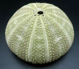 Toxopneustes Elegans 82.  4 Mm Sea Urchin Japan