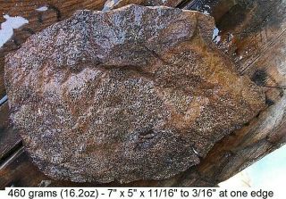 Utah - 460 Grams (16.  2 Oz) Brown Dinosaur Bone Slab - Awesome Cells
