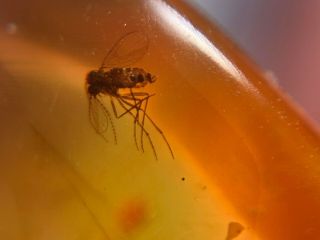 Diptera Mosquito Fly Burmite Myanmar Burmese Amber Insect Fossil Dinosaur Age