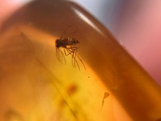 Diptera mosquito fly Burmite Myanmar Burmese Amber insect fossil dinosaur age 3