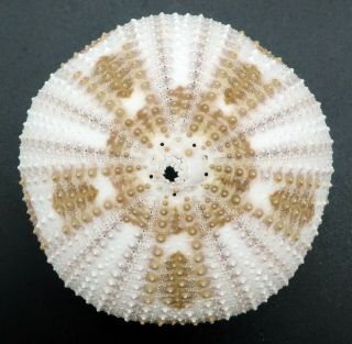Outstanding Pseudoboletia Maculata 44.  7 Mm Sea Urchin Australia