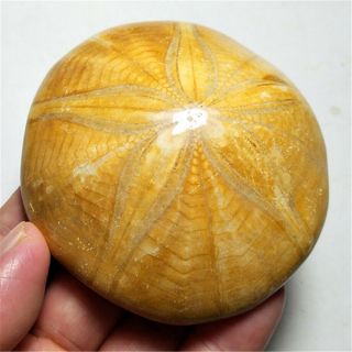 200.  4g Rare Sea Urchin Star Fish Fossil Sand Dollar 19072412