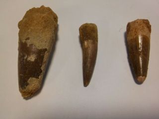 Set Of 3 Spinosaurus Teeth