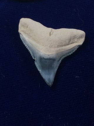Stunning Carcharhinus Leucas Fossil Bull Shark Tooth Bone Valley,  Fl