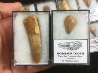Spinosaurus & Mosasaur Tooth Set - Morocco,  Dinosaur,  Reptile Fossil Teeth