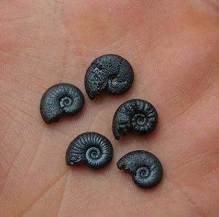 5x Ammonite 11 - 13mm Hematite Morocco Mineral Africa Fossil Ammoniten Fossilien