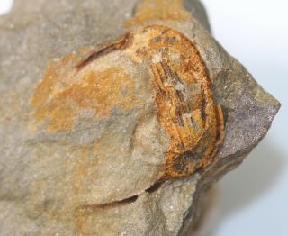 Trilobite,  Hanchungolithus Primitivus,  Ordovician,  Arenig,  Dép.  Herault,  F - Eb6911