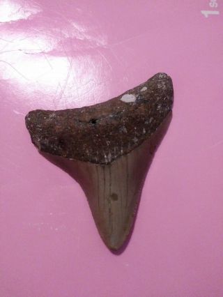 2.  84 " Megalodon Shark Tooth Fossil 100 Authentic