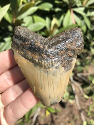 Huge 2.  57” Megalodon Tooth Fossil Shark Teeth Unrestored Natural
