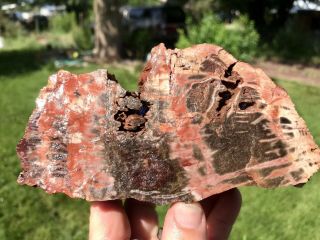 Reilly’s Rocks: Colorful Saint Johns Arizona Petrified Wood,  W/smoky Quartz 3 Lb
