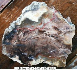 South Central Idaho Rare Old Stock Agatized Petrified Wood Slab - Stunning