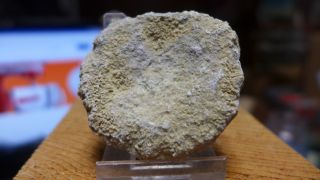 Geological Enterprises Silurian Fossil Sponge,  Astraeospongium Meniscus