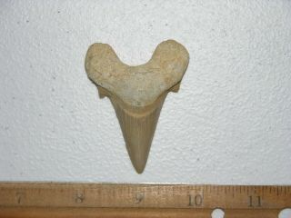 Shark Tooth Fossil Real Otodus Obliquus 50 Million Years Old 2 Inch K61