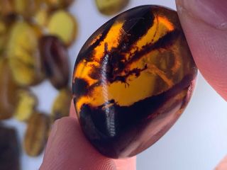 5.  12g Unique Unknown Plant Burmite Myanmar Amber Insect Fossil From Dinosaur Age