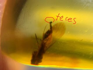 Unknown Fly Bug Defecation Burmite Myanmar Amber Insect Fossil From Dinosaur Age